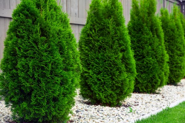 Arborvitae Planting in Port Orchard