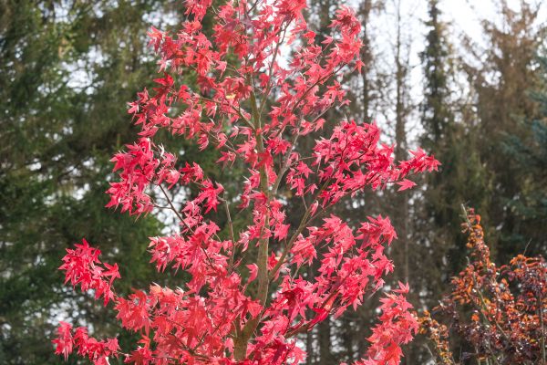 Japanese Maple Planting in Port Orchard