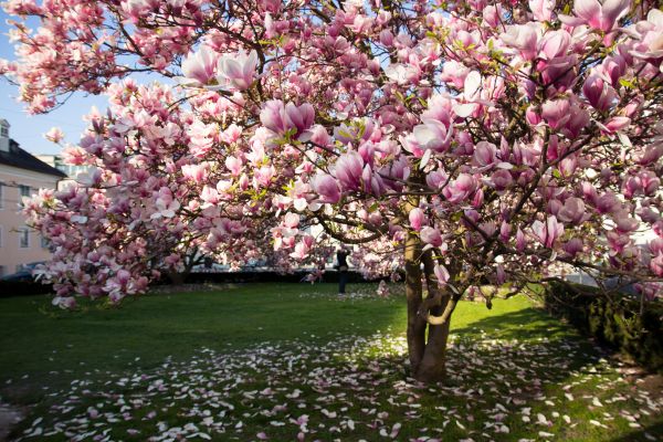 Magnolia Tree Planting in Port Orchard