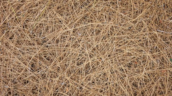 Pine Needles Delivery in Port Orchard