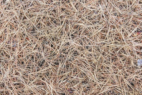 Pine Straw Installation in Port Orchard