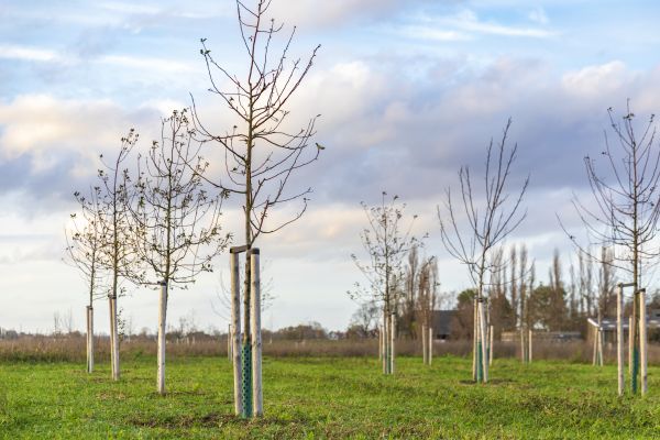 Tree Installation Service in Port Orchard