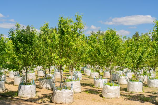 Tree Planting Service in Port Orchard