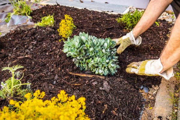 Weeding And Mulching in Port Orchard