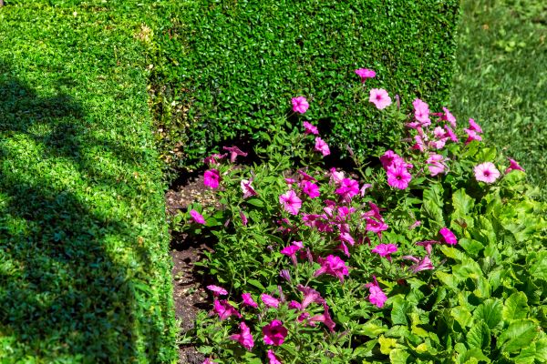 Softscaping Service in Port Orchard
