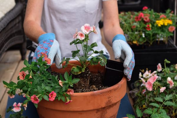 Plant Care Service in Port Orchard