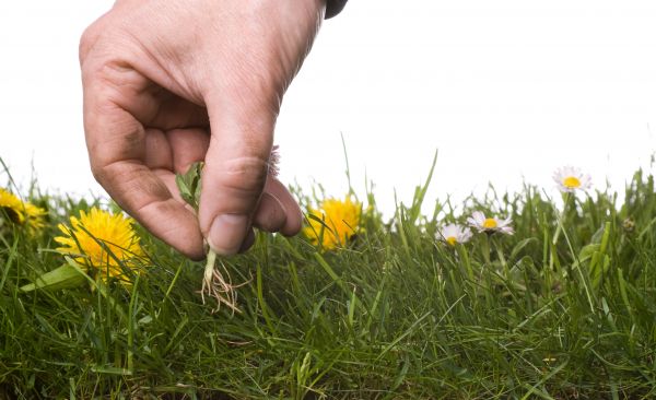Lawn Weeding in Port Orchard