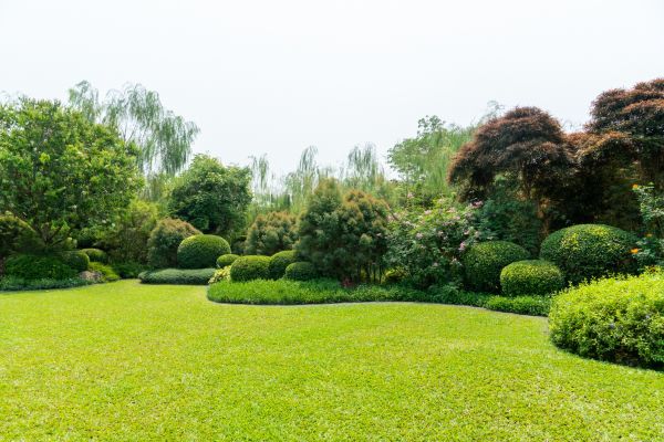 Tree Landscaping in Port Orchard
