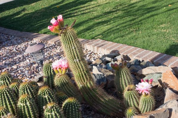 Desert Landscaping in Port Orchard