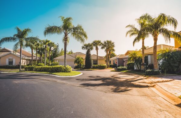 Palm Tree Landscaping in Port Orchard