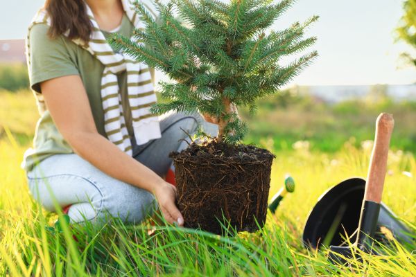 Spruce Tree Planting in Port Orchard