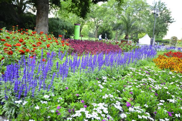 Perennials Planting in Port Orchard