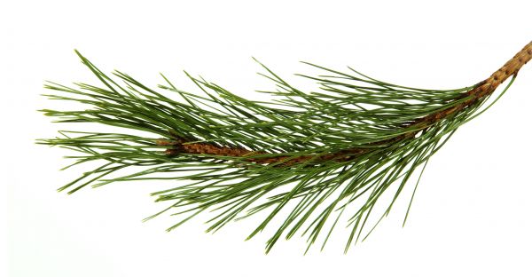 Pine Needles Installation in Port Orchard