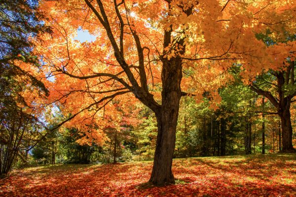 Maple Tree Planting in Port Orchard