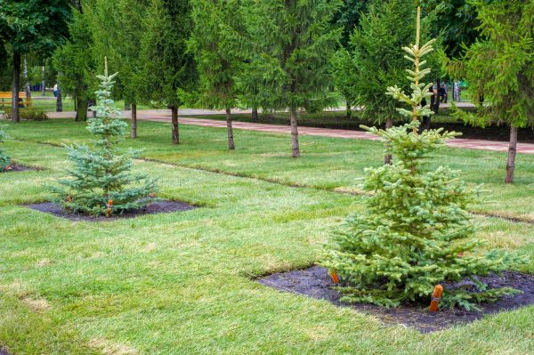 Privacy Trees Planting in Port Orchard