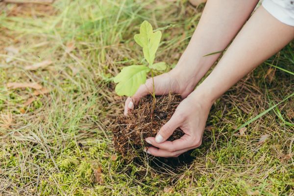 Oak Tree Planting in Port Orchard
