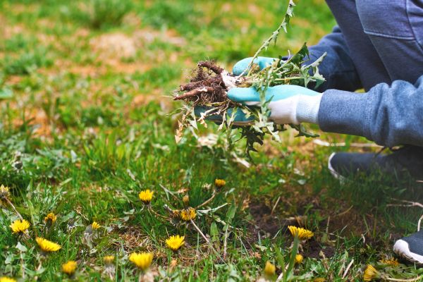 Flower Bed Clearing in Port Orchard