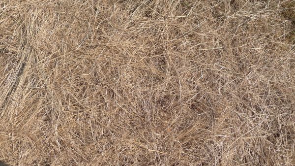 Pine Straw Replacement in Port Orchard