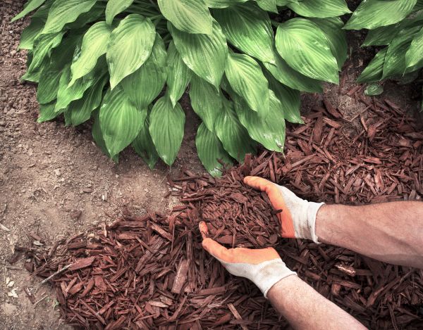 Bark Spreading in Port Orchard