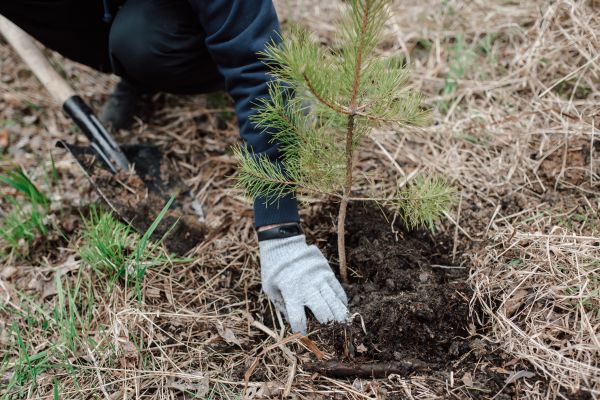 Pine Tree Planting in Port Orchard