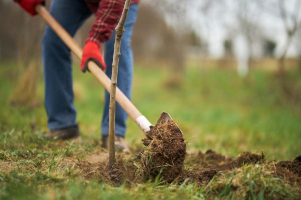 Trees Planting in Port Orchard