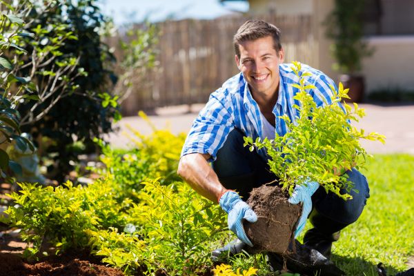 Shrub Landscaping in Port Orchard