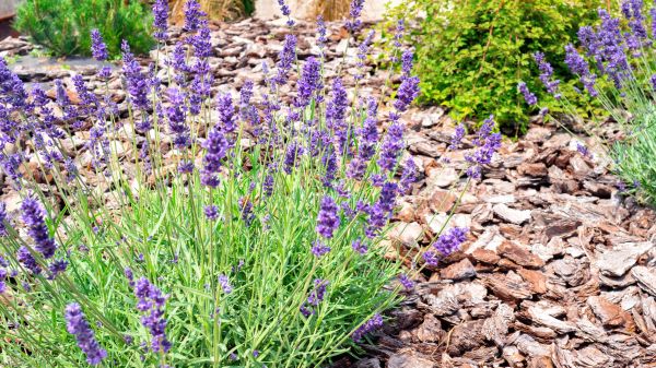 Pine Bark Landscaping in Port Orchard