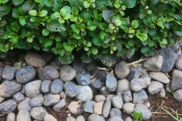 River Stone Installation in Port Orchard