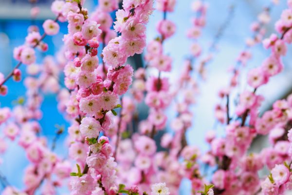 Japanese Cherry Tree Planting in Port Orchard
