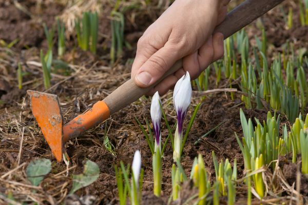 Flower Garden Weeding in Port Orchard