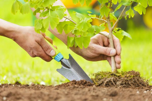 Fruit Tree Planting in Port Orchard