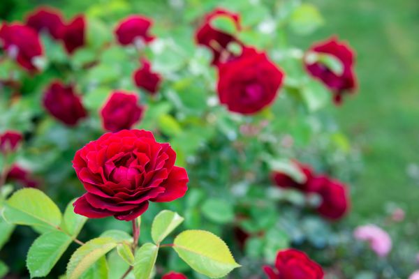Rose Planting in Port Orchard