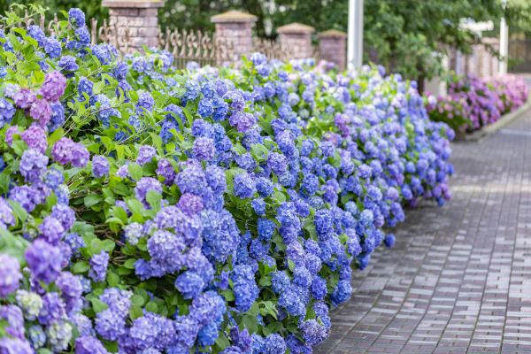 Hydrangea Landscaping in Port Orchard