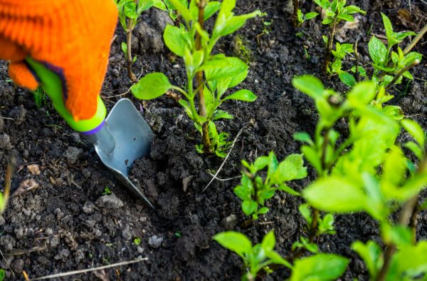 Hydrangea Planting in Port Orchard