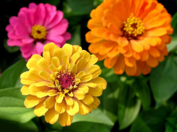 Zinnia Planting in Port Orchard