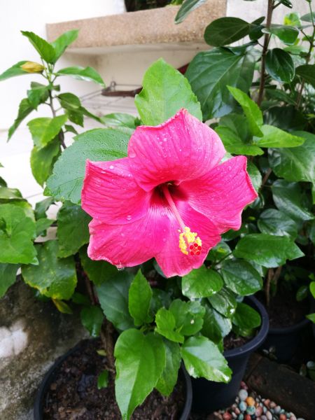 Hibiscus Planting in Port Orchard