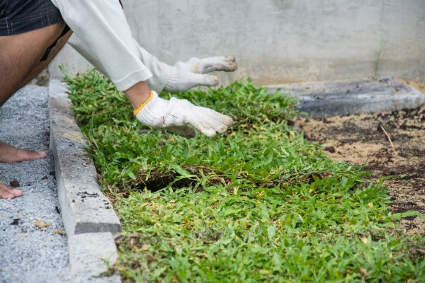 Ground Cover Planting in Port Orchard