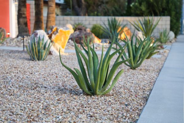 Drought Resistant Landscaping in Port Orchard