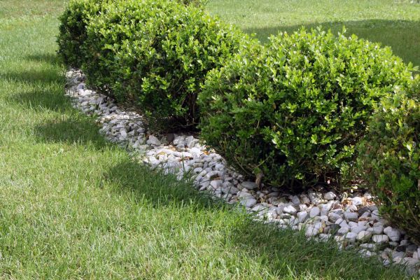 Boxwood Planting in Port Orchard