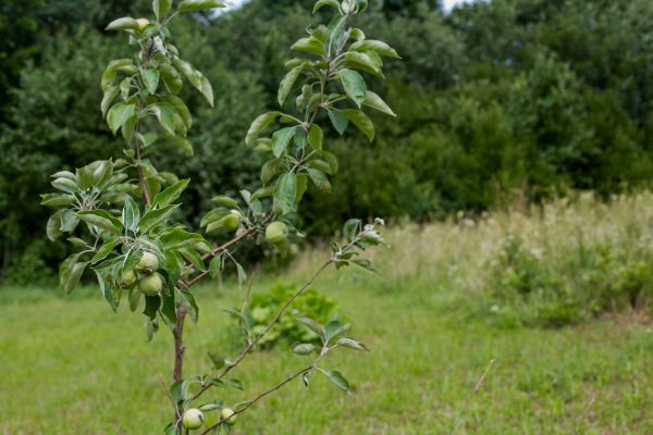 Apple Tree Planting in Port Orchard
