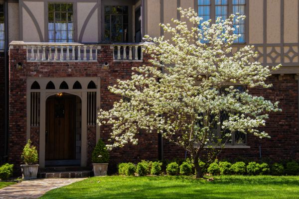 Dogwood Tree Planting in Port Orchard