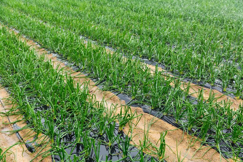 Drought Resistant Landscaping